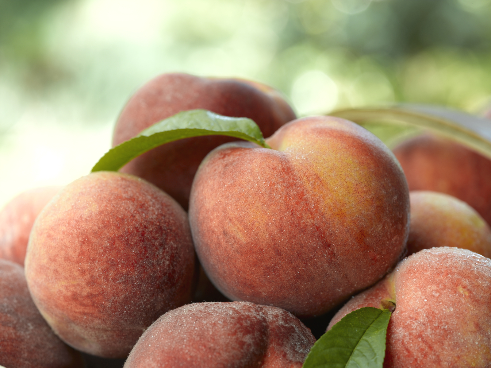 When Is Peach Season In The South?