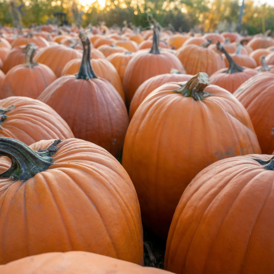 Pumpkin & Chili Party at Schnepf Farms - Every Thursday – Sunday in October