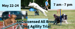 Dogs jumping over obstacles for Dog Agility Trials